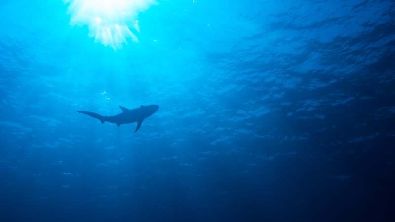 Shark near water surface , underwater photography