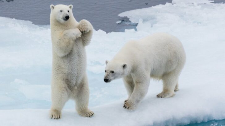 Polar Bears