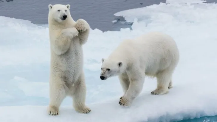 Polar Bears