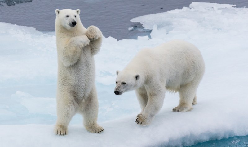 How Do Animals Adapt To Their Environment?