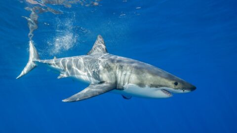 Underwater view of shark