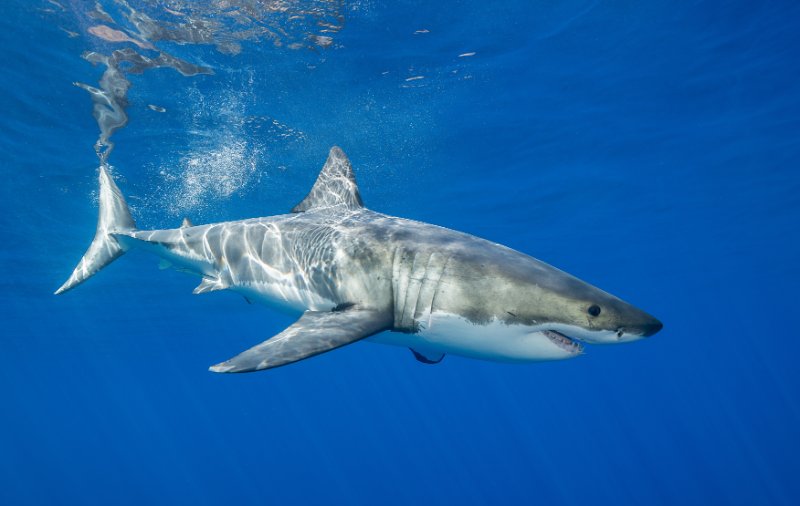 Underwater view of shark