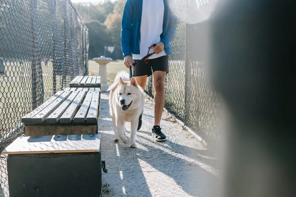 15 Best Outdoor Jobs | Careers to Consider for Outdoor Lovers 9 Walk dogs