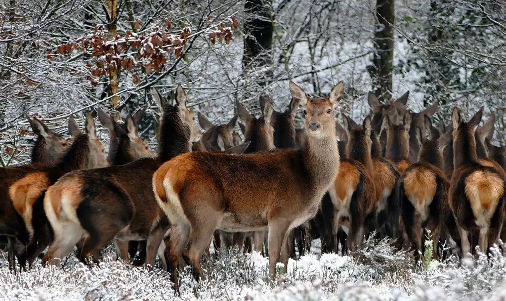 A photo of deers in snow