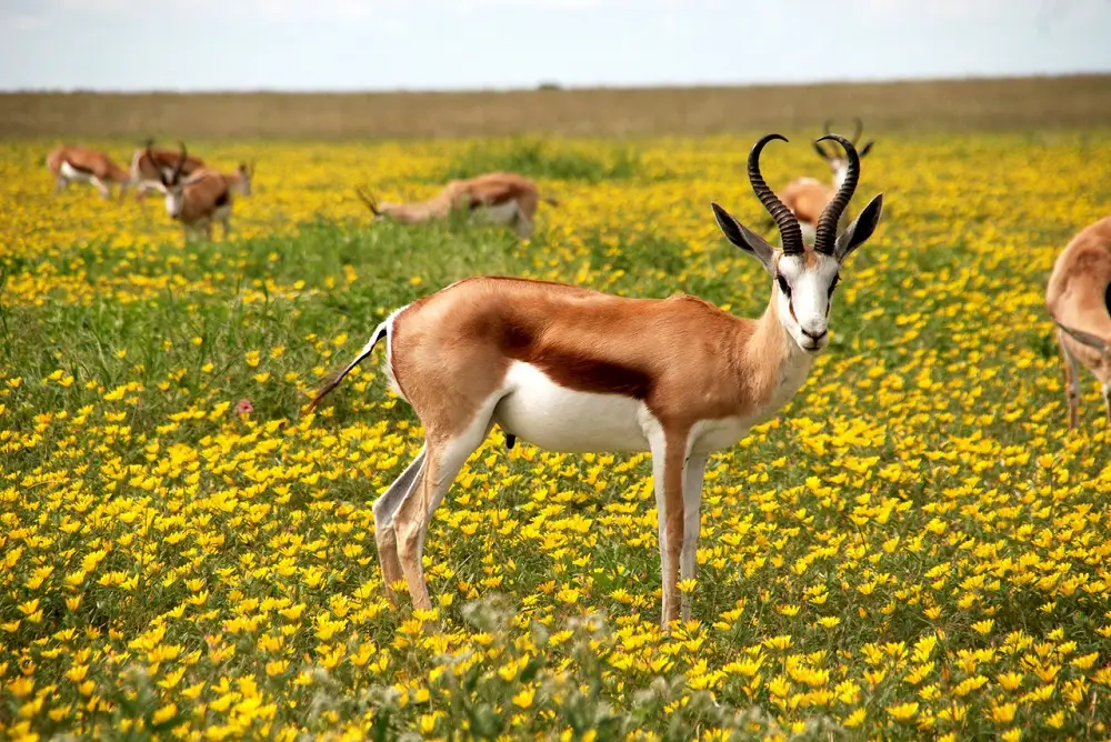 Conservation vs Preservation: The Differences 2 Wildlife in Africa