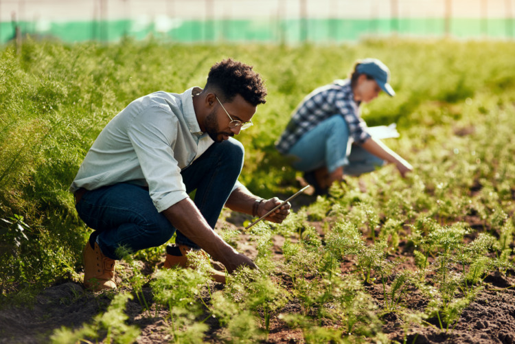 Young male farmer working on his farm with a female colleague in the background