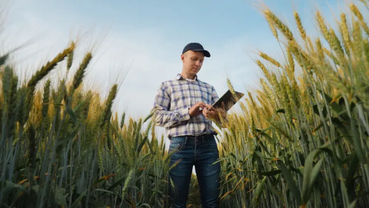 Young farmer works with a digital tablet in a wheat field