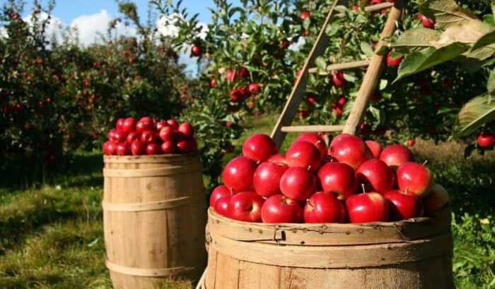9 Essential Farming Skills Every New Farmer Needs