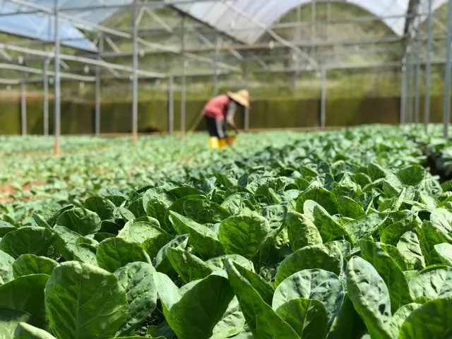 commercial greenhouses