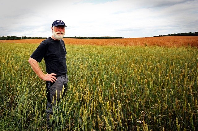 a farmer on a wheat field