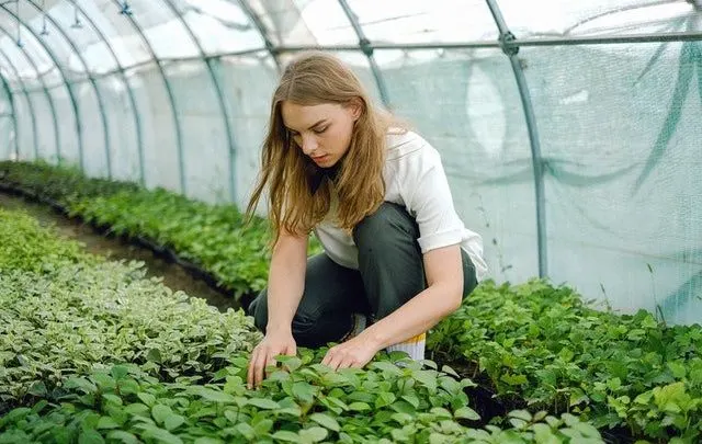 greenhouse costs