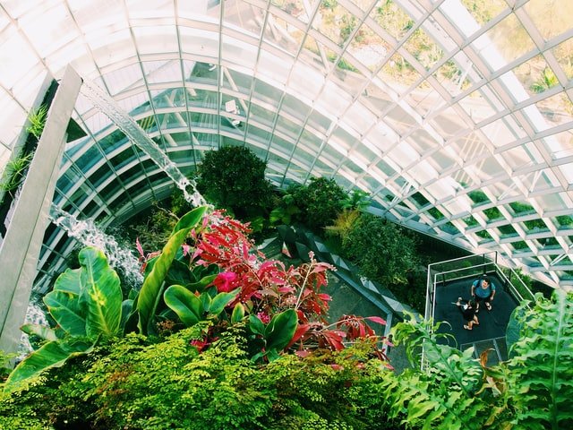 green plants in a greenhouse