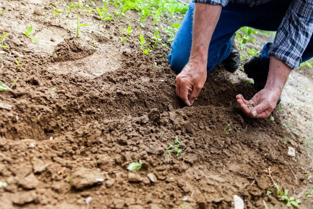 Soil Cleansing