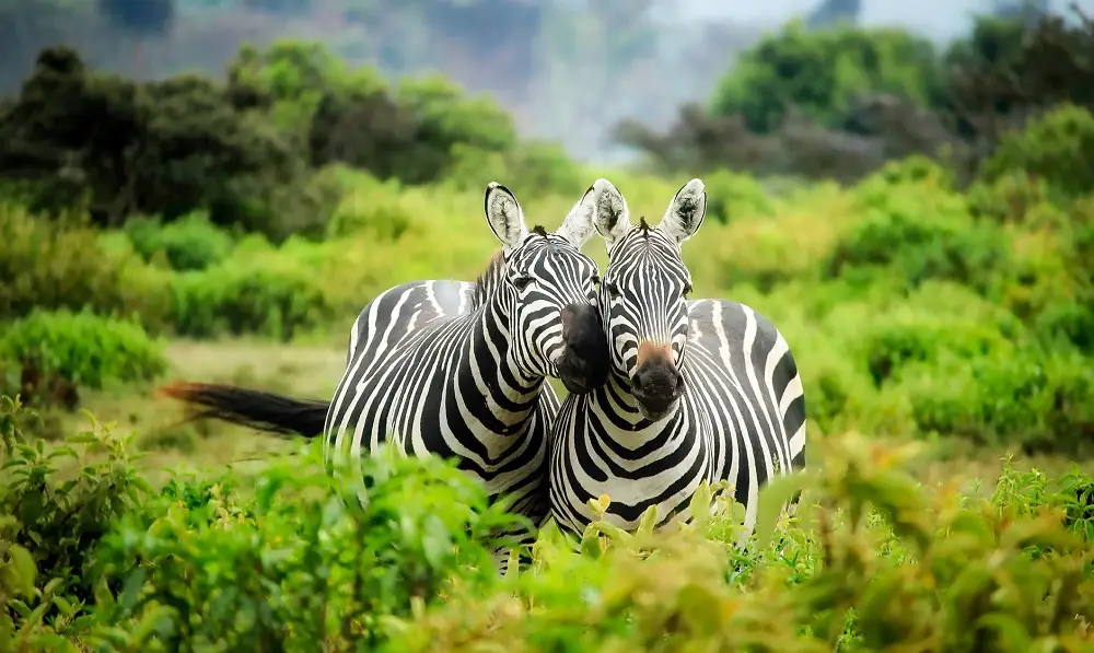 Conservation vs Preservation: The Differences 6 Conservation