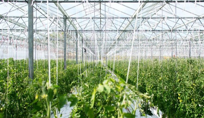 types of greenhouses
