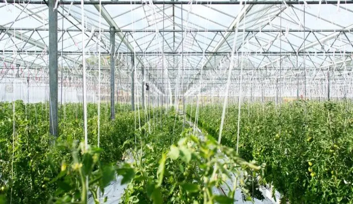 types of greenhouses