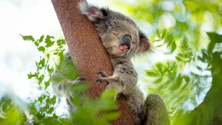 Koala