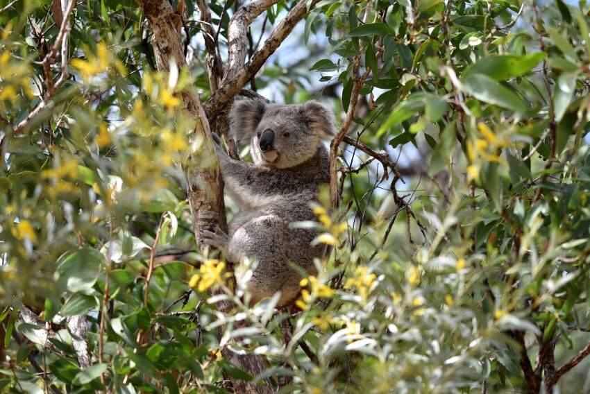 Adult Koala Clinging on a Tree