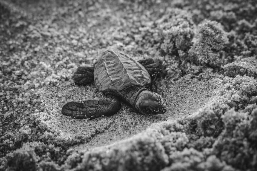 Leatherback Sea Turtle: Why Is It Endangered? 1 Baby Leatherback Sea Turtle