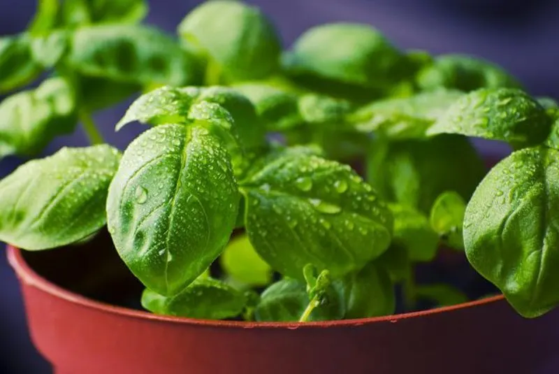 7 Best Things to Grow in AeroGarden 7 Basil