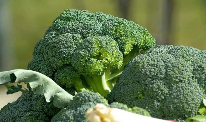 7 Best Things to Grow in AeroGarden 11 Broccoli
