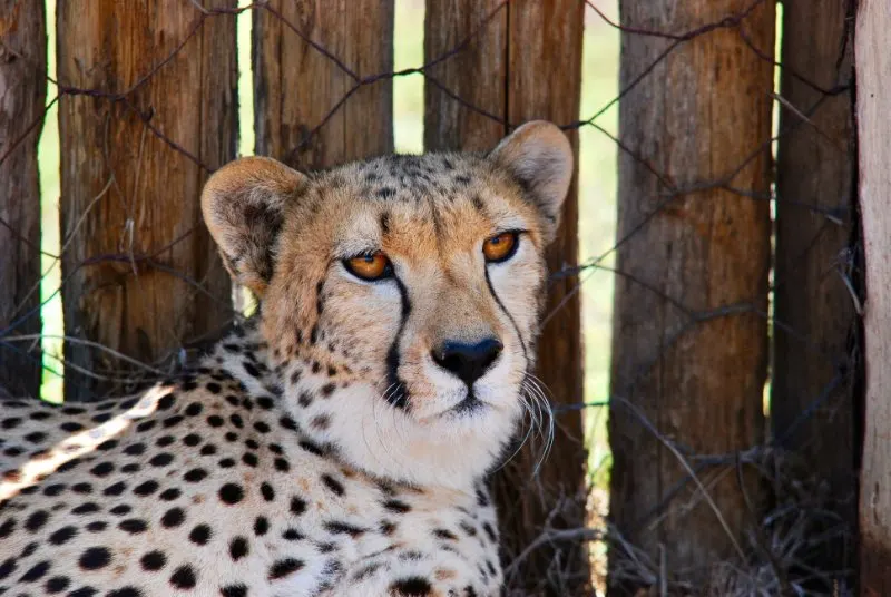 Cheetah laying in the shadow