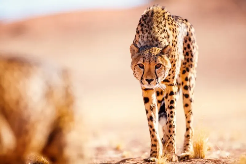 Cheetah staring at the camera