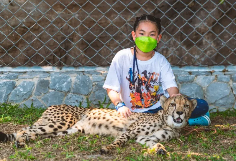 Girl wearing mask sitting next to cheetah on grass