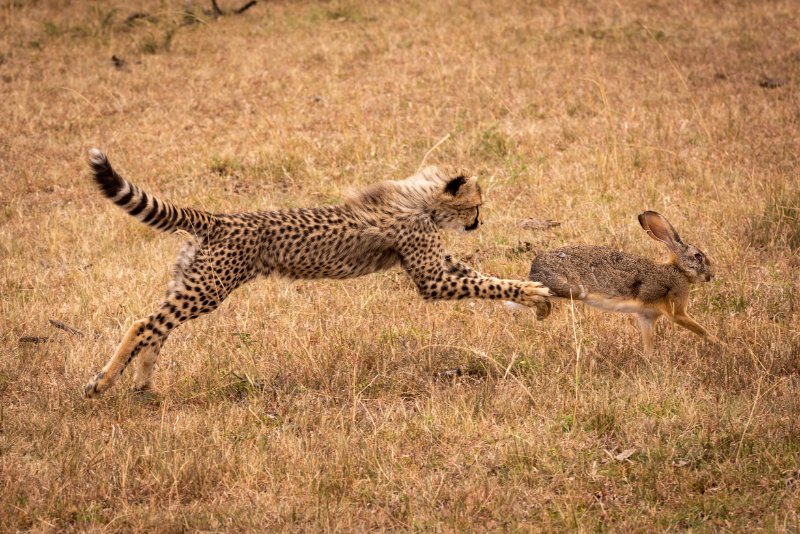 Cheetah Hunting Hare On Field