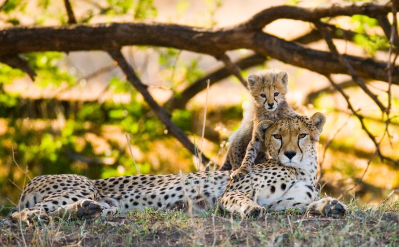 Mother cheetah resting on the grass and cub resting  over with mother 