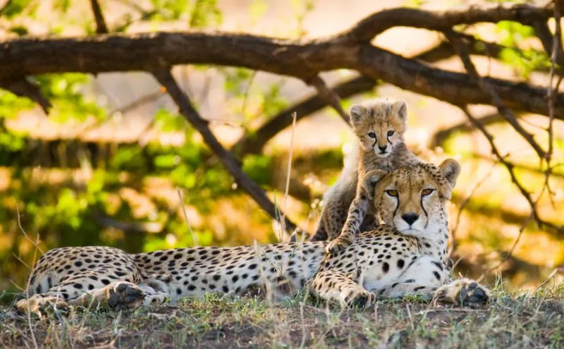 Cheetah: Is This Animal Endangered? 12 Mother cheetah resting on the grass and cub resting over with mother