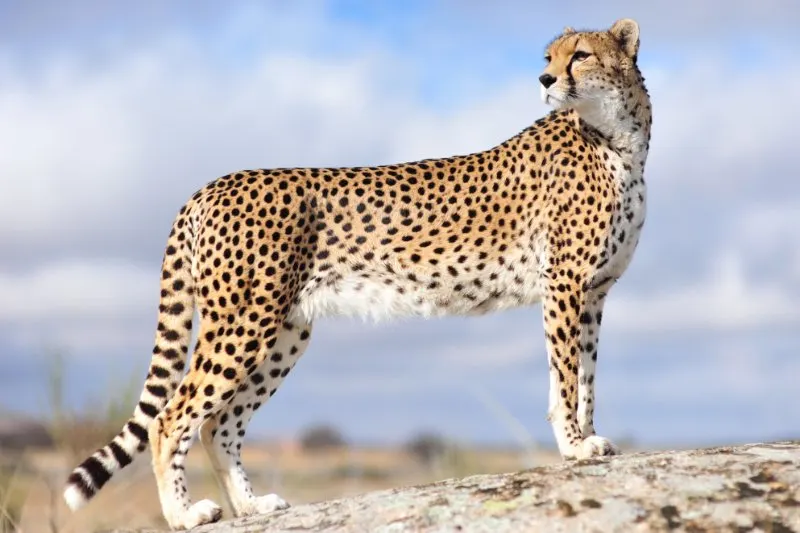 side view of cheetah