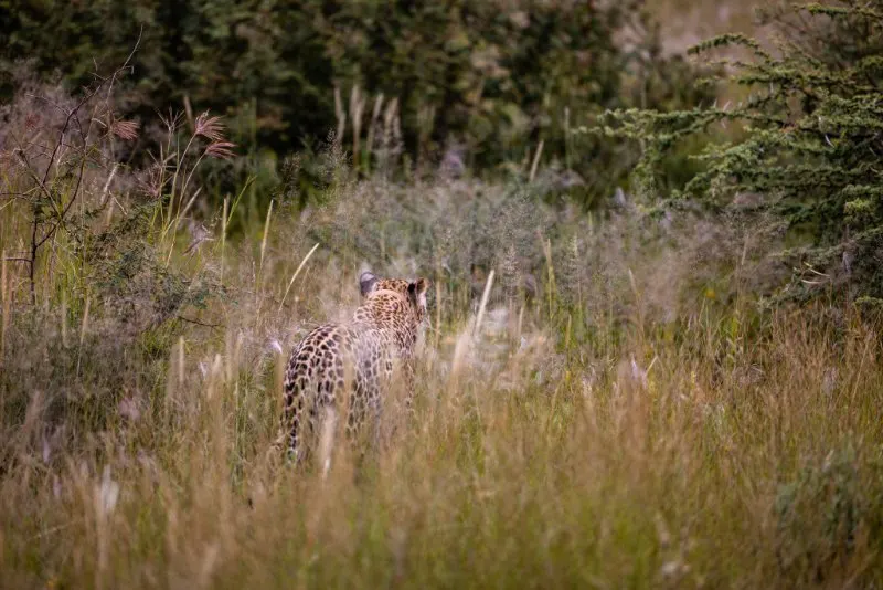 cheetah hiding in the grass 