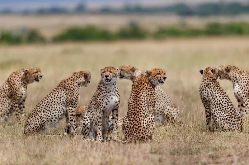 8 cheetah sitting next to each other in the wild