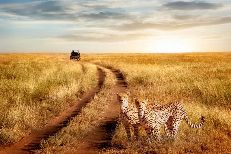 Jeep travelling towards cheetah in the wild
