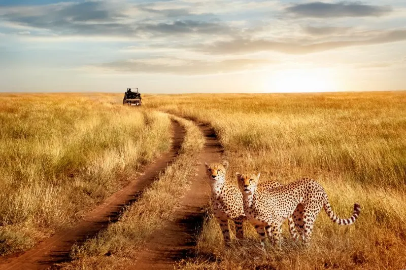 Cheetah: Is This Animal Endangered? 14 Jeep travelling towards cheetah in the wild