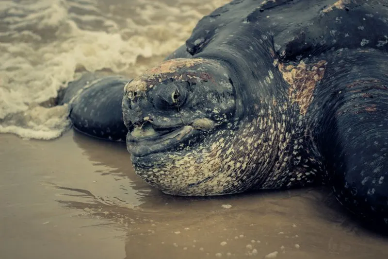 Closeup of Giant Leatherback Sea Turtle