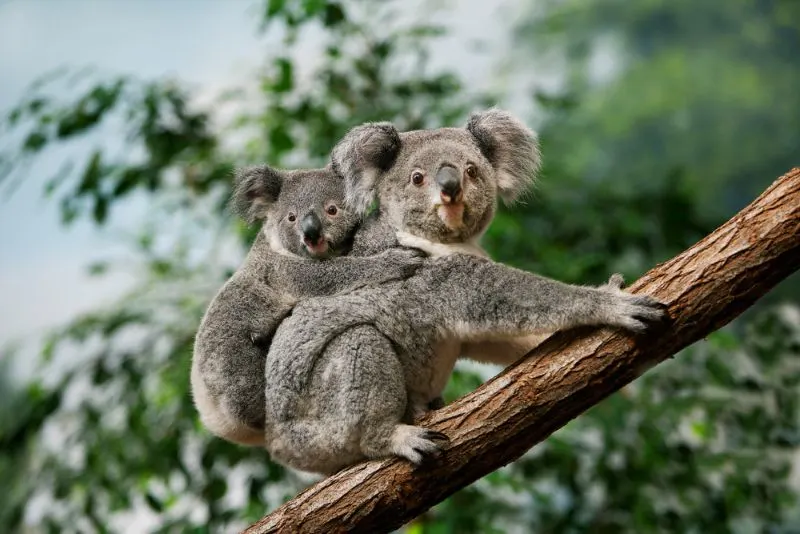 Koala: Why Is It Endangered? 2 Koala, phascolarctos cinereus, Female carrying Young on its Back
