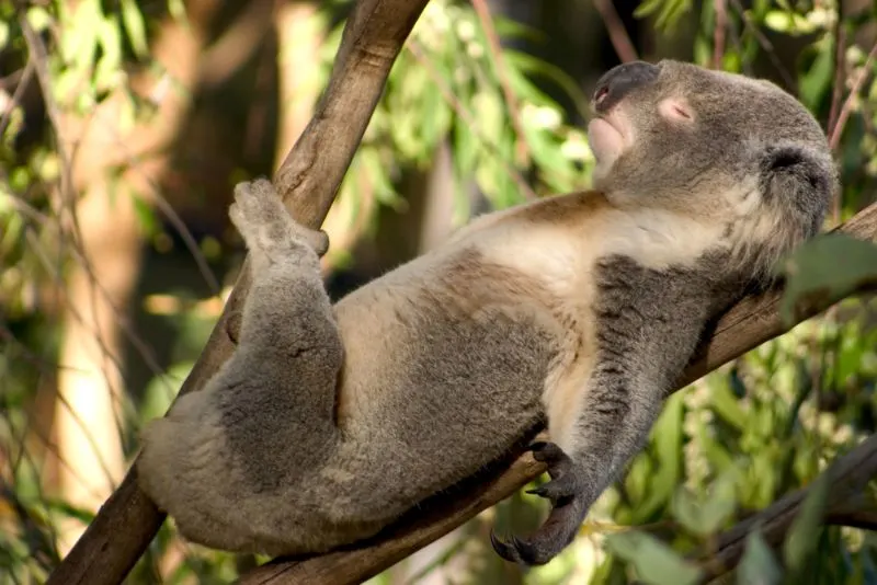 Koala: Why Is It Endangered? 7 A lazy Kaoala sleeping
