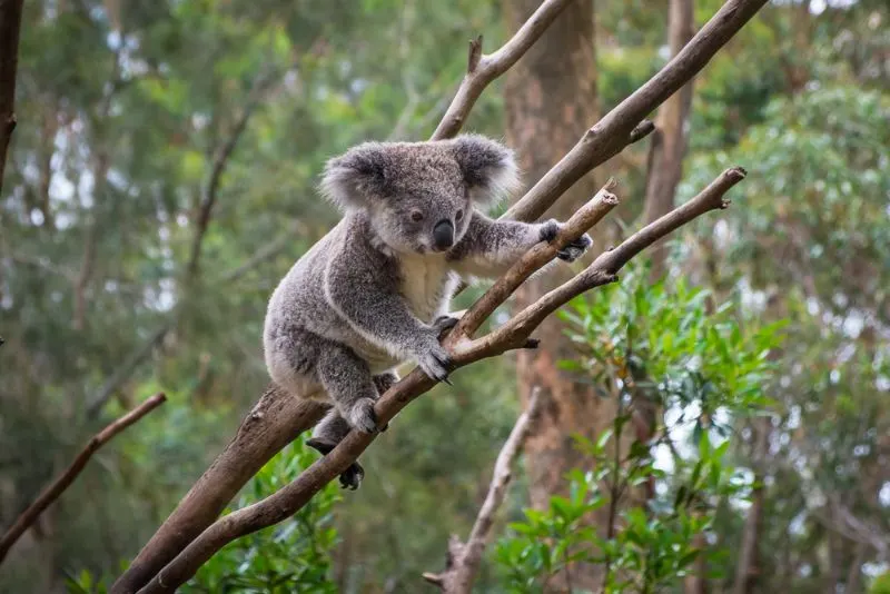 Kaola climbing A tree