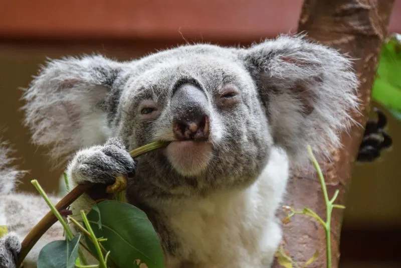 Kaola eating while looking at the camera 