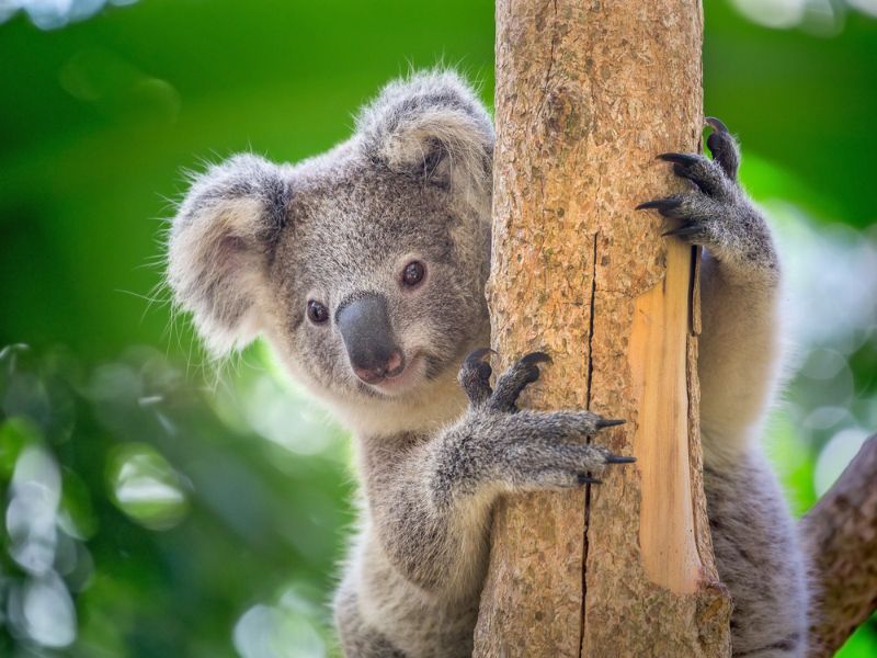 Koala Bear in zoo.