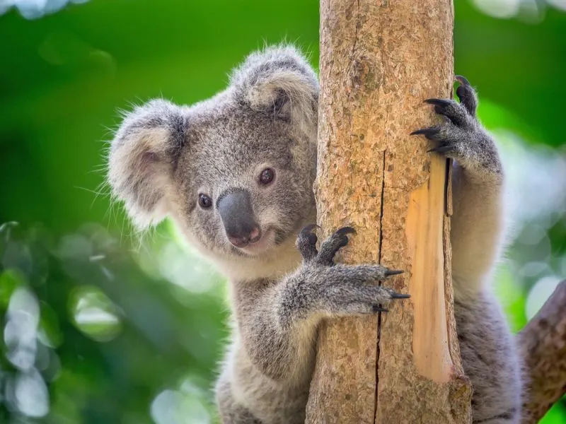 Koala Bear holding a stem