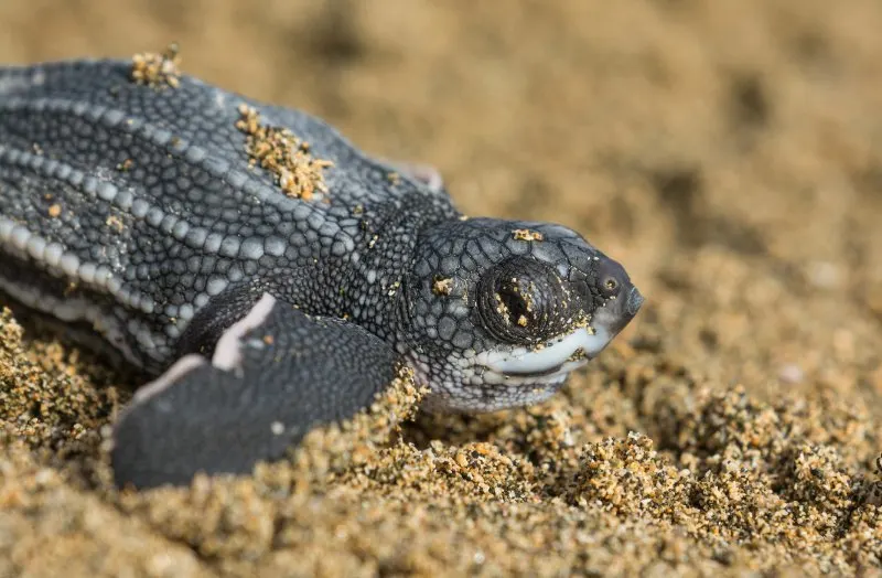 baby Leatherback Sea Turtle on sand 