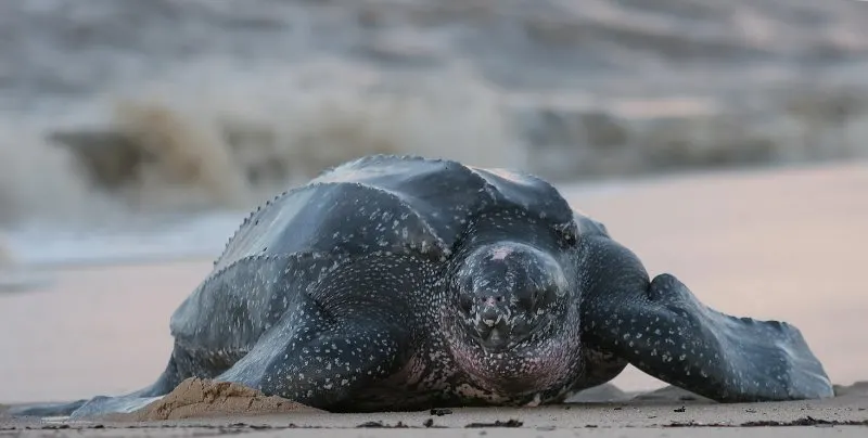 Leatherback Sea Turtle on sea shore