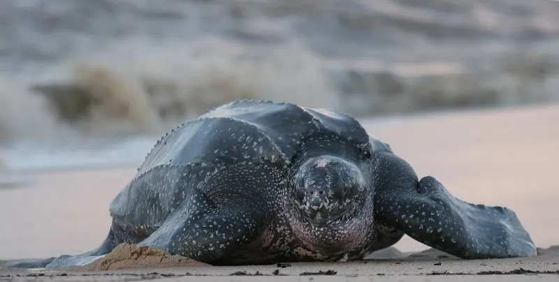 Leatherback Sea Turtle: Why Is It Endangered? 1 Leatherback Sea Turtle on sea shore