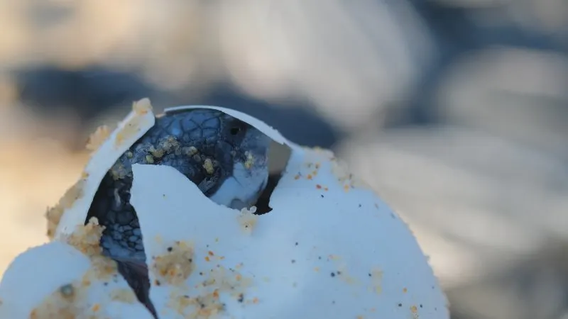 Leatherback turtle hatching