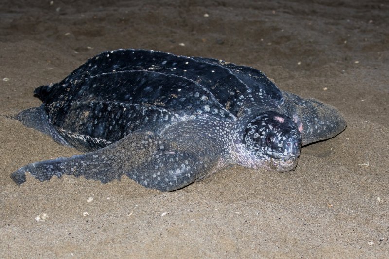 Leatherback Sea Turtle covered with sand