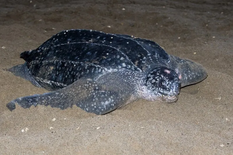 Leatherback Sea Turtle: Why Is It Endangered? 2 Leatherback Sea Turtle covered with sand