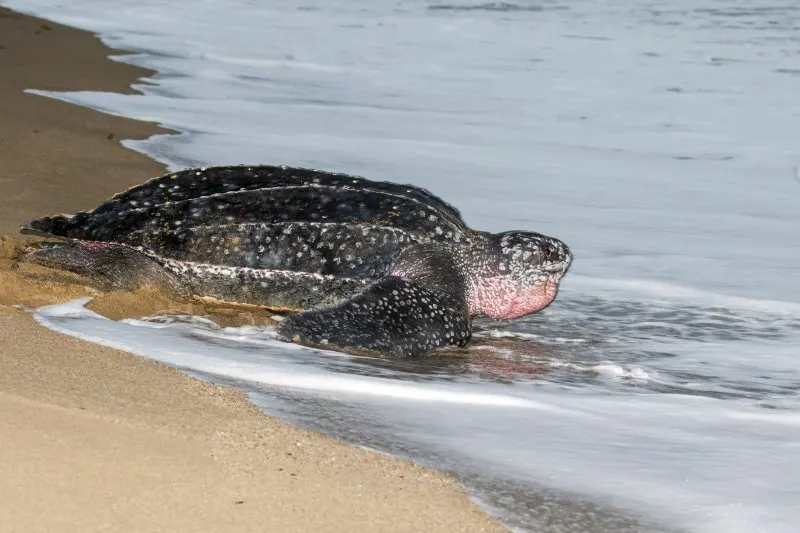 Leatherback sea turtle near sea shore 